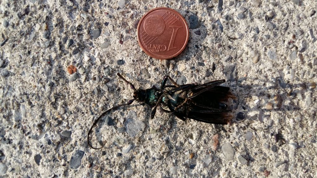 Cerambycidae:  Aromia moschata, maschio